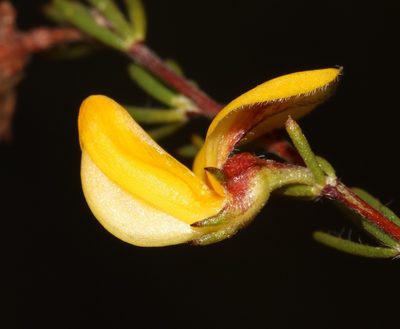 Aspalathus filicaulis, photographed by Brian du Preez