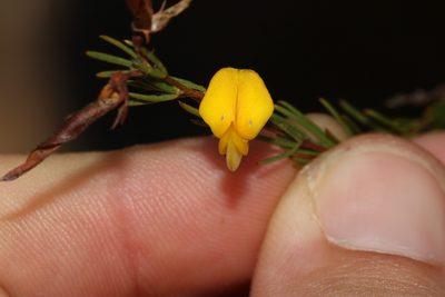 Aspalathus filicaulis, photographed by Brian du Preez