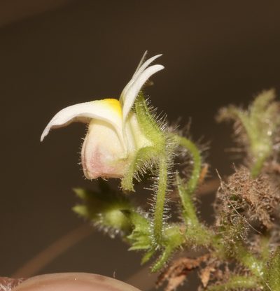 Nemesia acornis, photographed by Brian du Preez