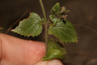 Nemesia acornis, photographed by Brian du Preez