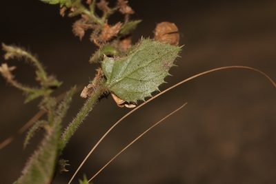 Nemesia acornis, photographed by Brian du Preez