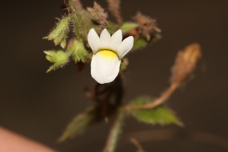 Nemesia acornis, photographed by Brian du Preez
