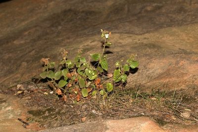 Nemesia acornis, photographed by Brian du Preez