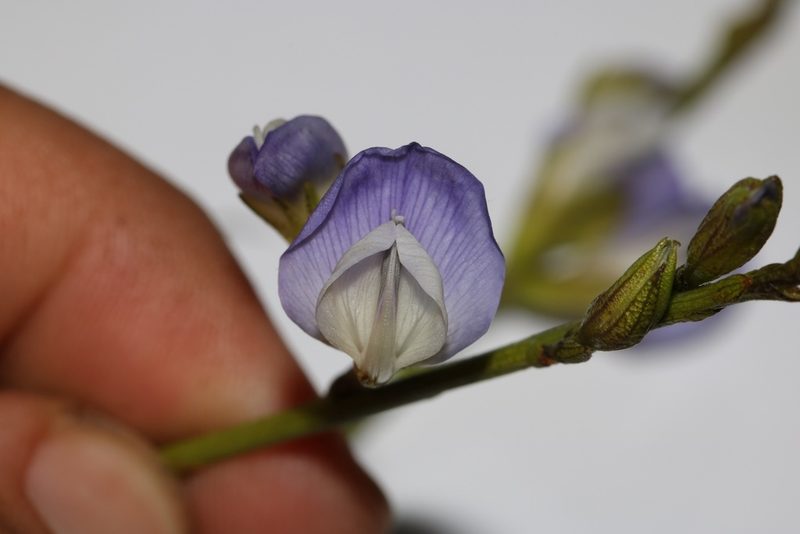 Psoralea peratica, photographed by Brian du Preez