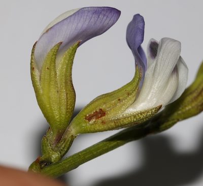 Psoralea peratica, photographed by Brian du Preez