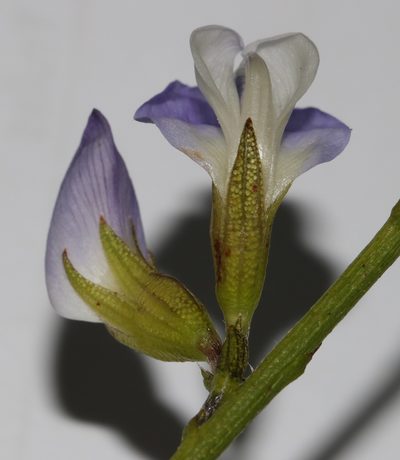 Psoralea peratica, photographed by Brian du Preez