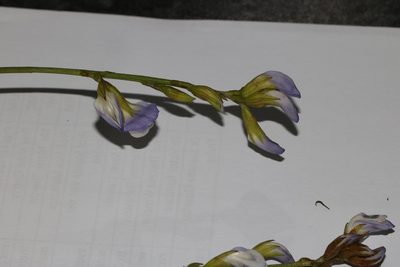 Psoralea peratica, photographed by Brian du Preez