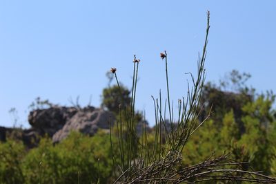 Psoralea peratica, photographed by Brian du Preez