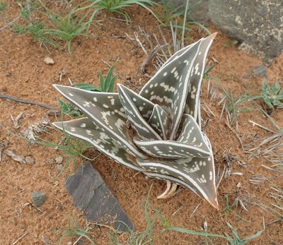 Gonialoe variegata, photographed by Peter Warren