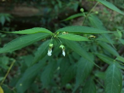Pombalia bigibbosa, photographed by B. Phalan