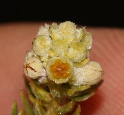 Phylica excelsa, photographed by Brian du Preez