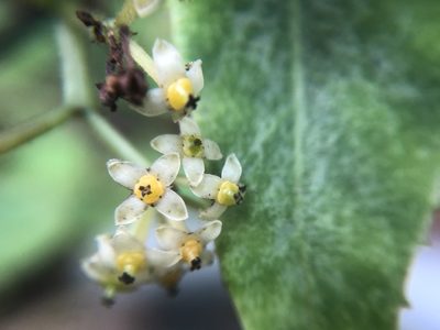 Tetrastigma hemsleyanum, photographed by 黃美滿