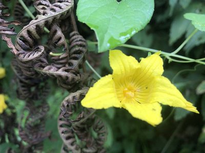 Thladiantha punctata, photographed by 黃美滿