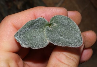 Striatula platyphylla, photographed by Brian du Preez
