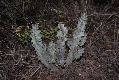 Quaqua pillansii, photographed by Brian du Preez