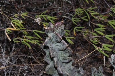 Quaqua pillansii, photographed by Brian du Preez