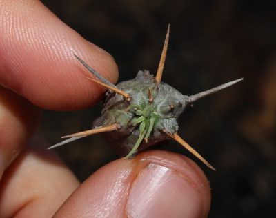 Euphorbia pseudoglobosa, photographed by Brian du Preez