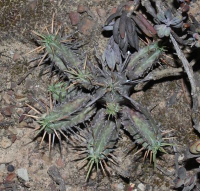 Euphorbia pseudoglobosa, photographed by Brian du Preez
