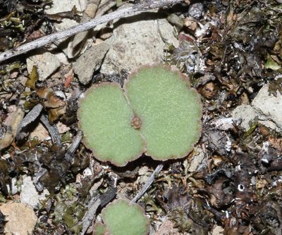 Crassula saxifraga, photographed by Brian du Preez