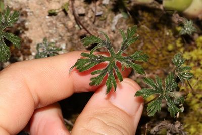 Pelargonium articulatum, photographed by Brian du Preez