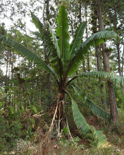 Ensete ventricosum, photographed by Grete Pasch