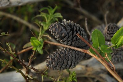 Pinus patula, photographed by Andrés Ramírez-Barrera