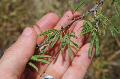Vachellia bravoensis, photographed by Eric Knight