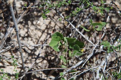 Oxalis dichondrifolia, photographed by Eric Knight