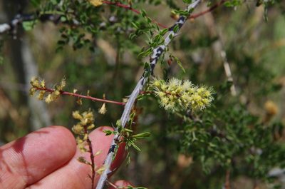 Senegalia wrightii, photographed by Eric Knight