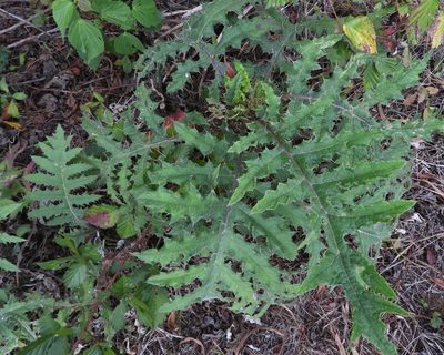 Cirsium subcoriaceum, photographed by Grete Pasch