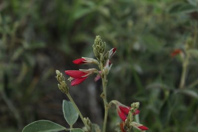 Galactia lindenii, photographed by Andrés Ramírez-Barrera