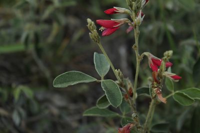 Galactia lindenii, photographed by Andrés Ramírez-Barrera