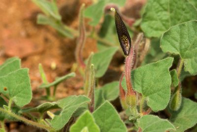 Aristolochia wrightii, photographed by Cecelia Alexander