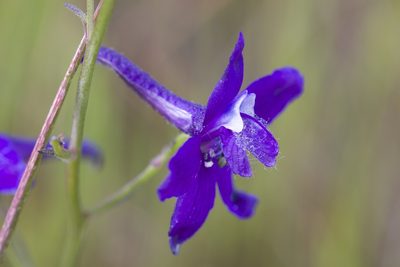 Delphinium hesperium, photographed by John Hibbard