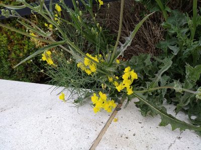 Linaria spartea, photographed by Cristina Villaverde