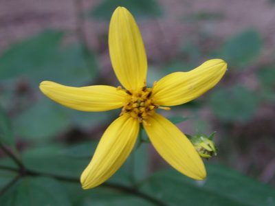 Helianthus microcephalus, photographed by Summit Metro Parks
