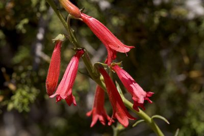 Penstemon lanceolatus, photographed by Cecelia Alexander