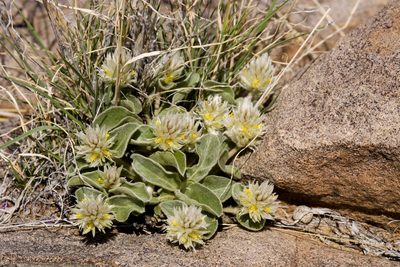 Gomphrena caespitosa, photographed by Cecelia Alexander