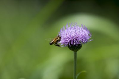 Cirsium lineare, photographed by Licheng Shih
