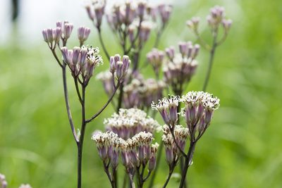 Syneilesis intermedia, photographed by Licheng Shih