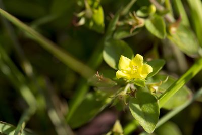 Lysimachia remota, photographed by Licheng Shih