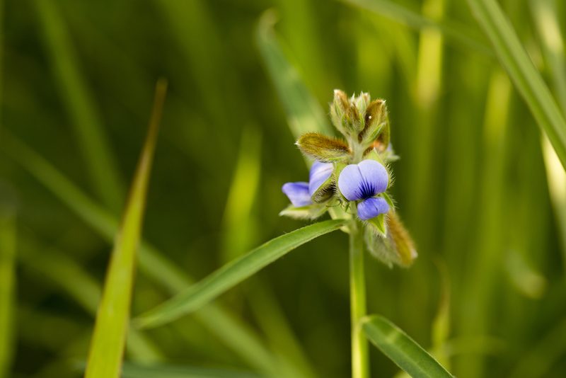 Crotalaria sessiliflora, photographed by Licheng Shih