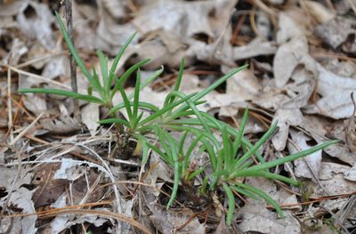 Phemeranthus rugospermus, photographed by aarongunnar