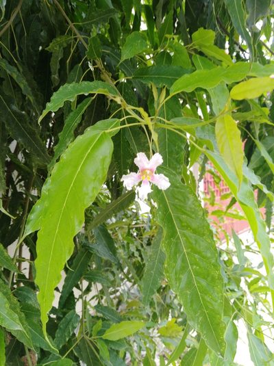 Catalpa longissima, photographed by Brian Oakes Haiti Hunter