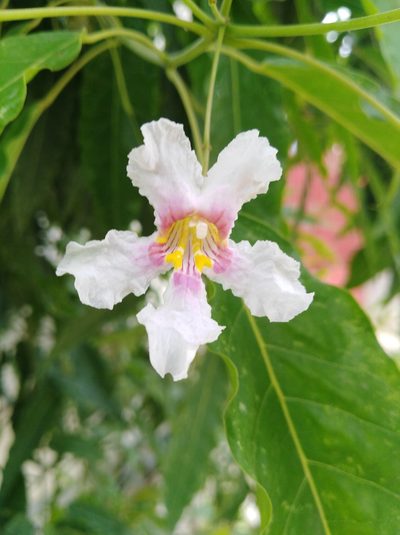 Catalpa longissima, photographed by Brian Oakes Haiti Hunter