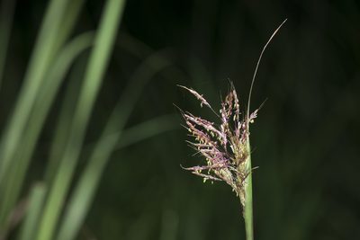 Capillipedium parviflorum, photographed by Licheng Shih