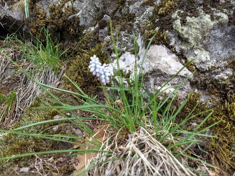 Muscari pallens, photographed by janapar