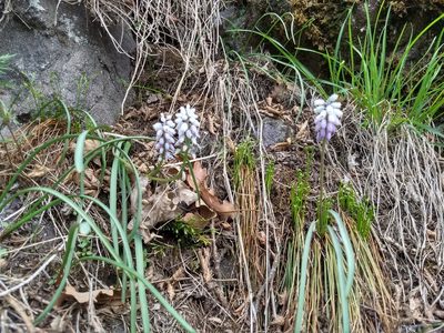 Muscari pallens, photographed by janapar