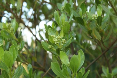 Baccharis macrantha, photographed by Andrés Ramírez-Barrera