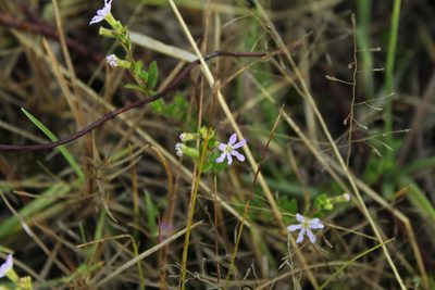 Cuphea ciliata, photographed by Andrés Ramírez-Barrera